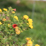 2014 WinningWomen 5K 10-11 036