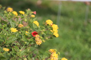 2014 WinningWomen 5K 10-11 036